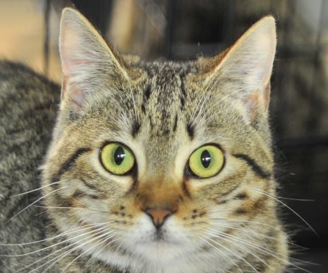 Oscar